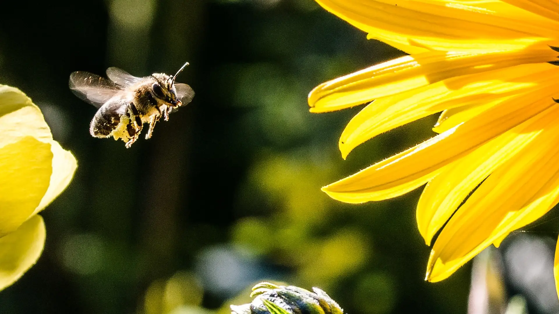 Śnią ci się owady? Uwaga! Twoja podświadomość chce ci przekazać coś ważnego