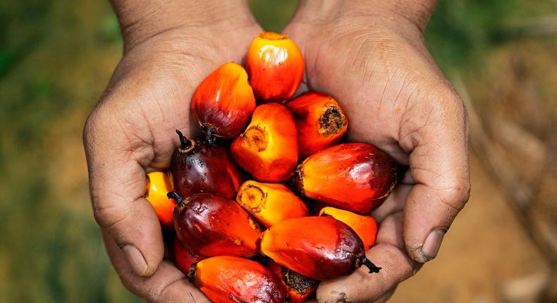 Here’s the full story on this controversial ingredient, palm oil [Credit: National Geographic]