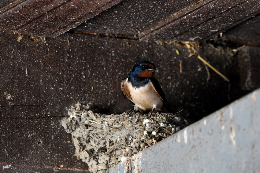 Domaćinstvo Mire Crnojević u Sremskim Karlovcima koje su laste izabrale