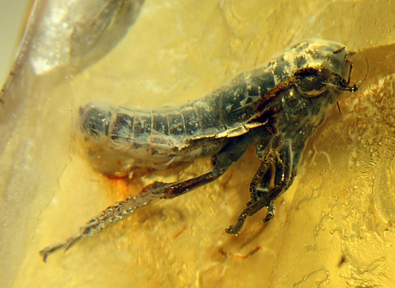 Savršeno očuvan insekt iz miocena