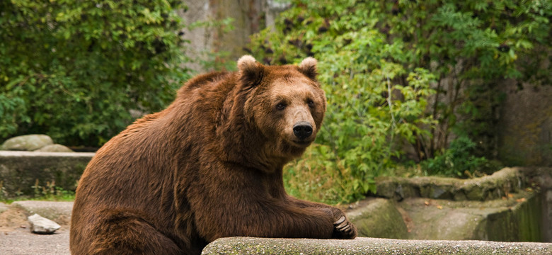 Po incydencie z pijanym 23-latkiem niedźwiedzice z warszawskiego zoo opuszczą wybieg na Pradze