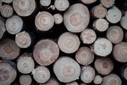 Lasy Państwowe będą budować drewniane domy. I chcą je wynajmować Polakom
