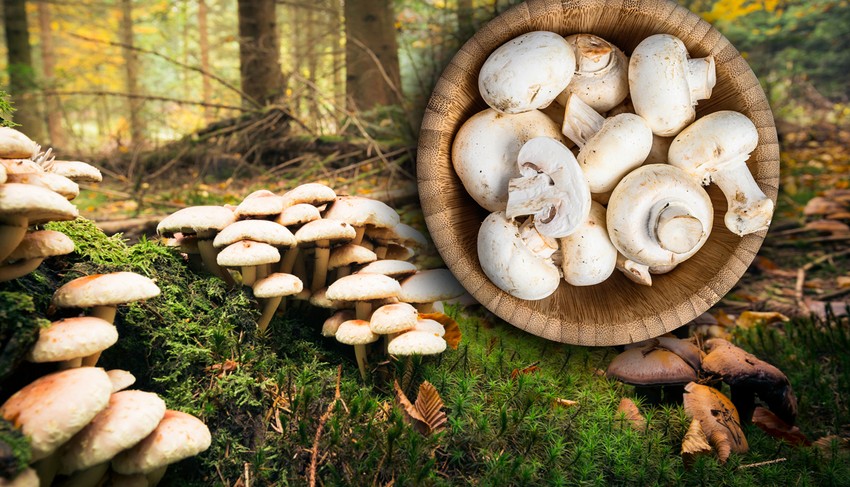 Mikološko-gljivarski savez Srbije pokrenuo je inicijativu o zabrani prodaje samoniklih gljiva na pijacama