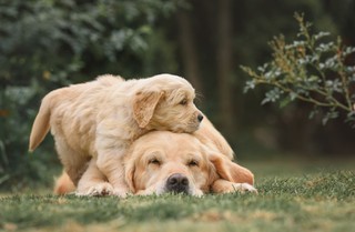 Zapisy o finansowaniu zadań są częstą przyczyną odrzucenia uchwały w sprawie zwierząt [analiza]