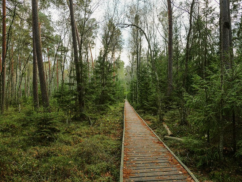 Biebrzański Park Narodowy - Czerwone Bagno