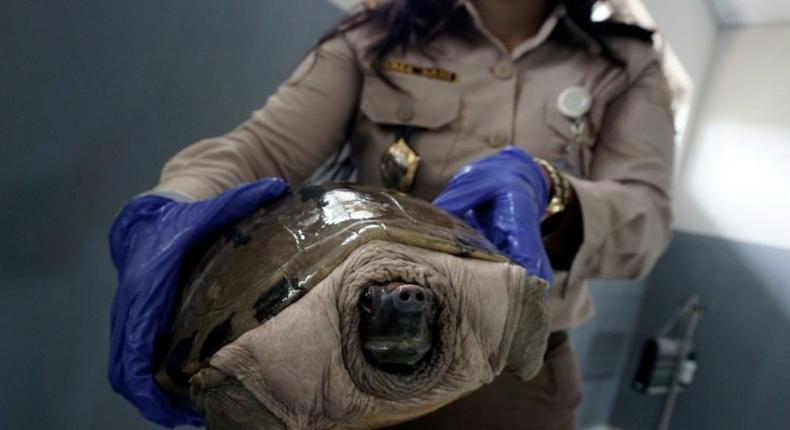 An Indonesian customs officer displays a reptile after authorities arrested a suspected wildlife smuggler from Japan