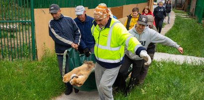 Lwy z Ukrainy w poznańskim zoo. Jak do nich mówią opiekunowie? Dyrektorka zdradziła sekret