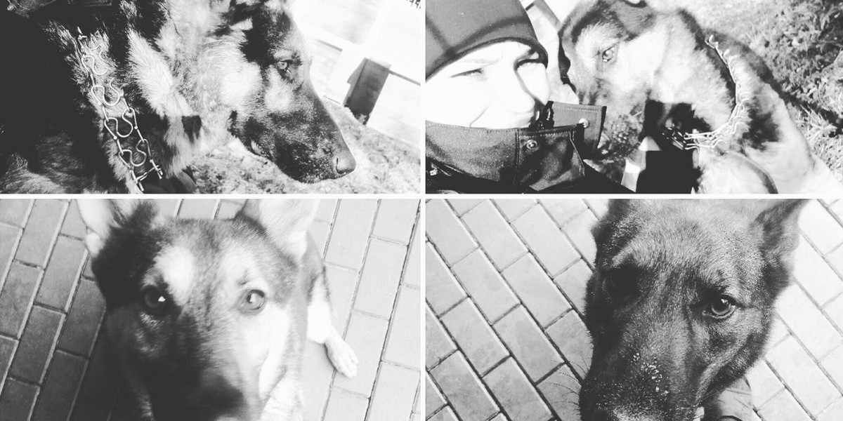 "Żegnajcie niebiescy bracia" - policjanci wspominają psy, które zginęły w Warszawie