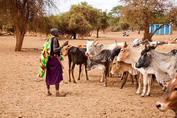 Masai man with heard of zebu cattle. (iStock)
