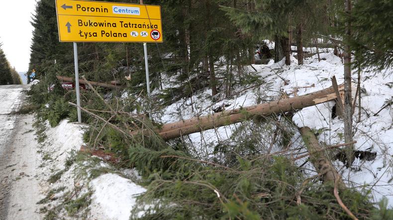 Powalone drzewa na drodze do granicy ze Słowacją