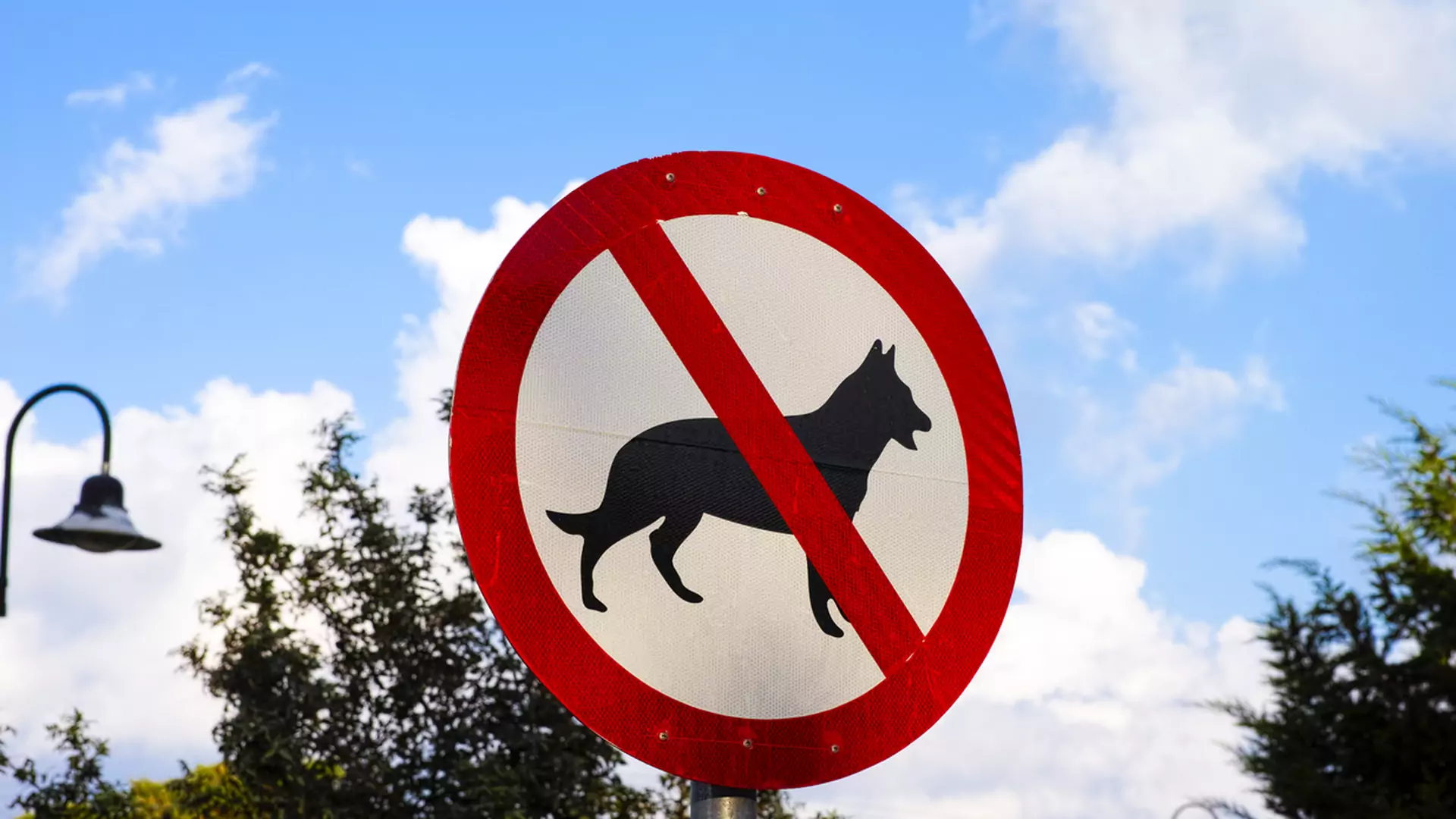 Miasto nie może ci zakazać spacerować z psem. Wyrok sądu administracyjnego jest jednoznaczny