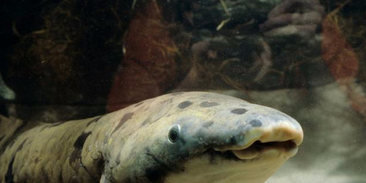 A Chicago zoo has euthanized Granddad, the world's oldest captive fish, at more than 90 years old