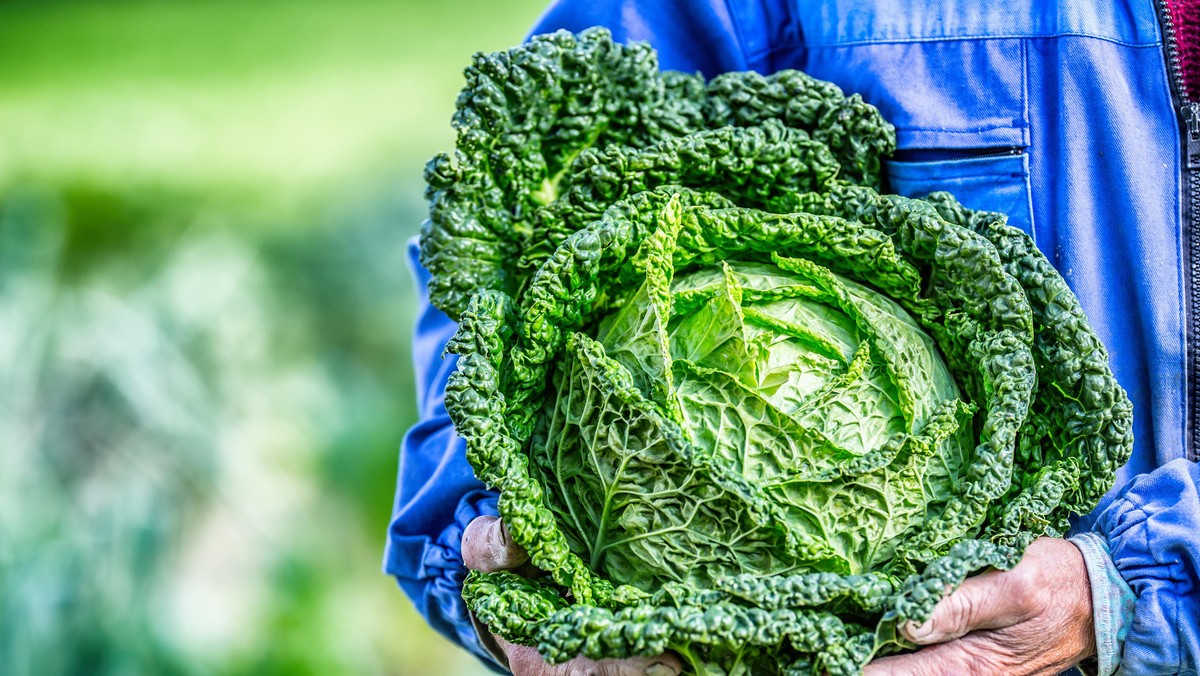 Senior farmer holding in hands fresh kale cabbage