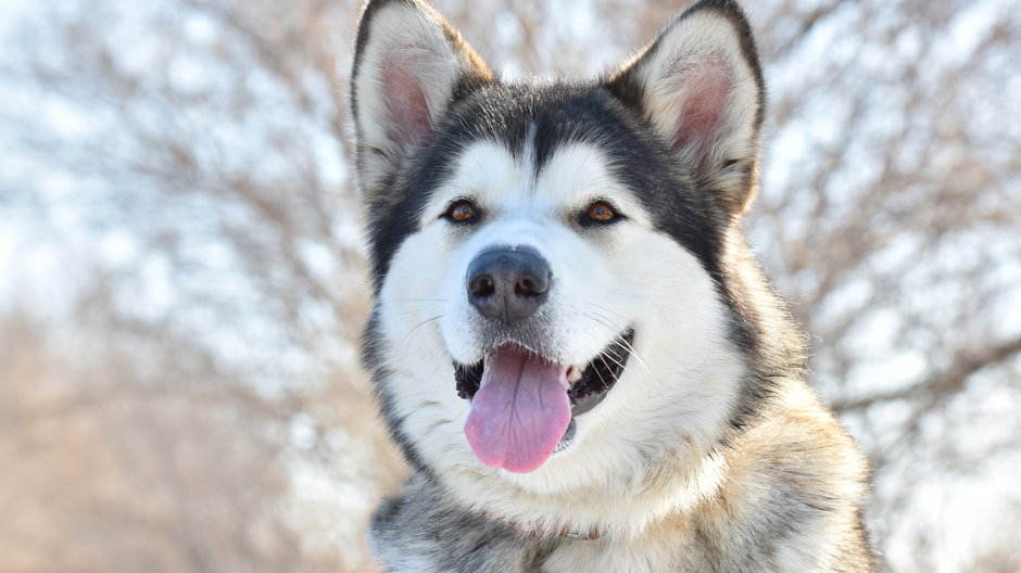 Alaskan malamute to pies, który wymaga odpowiedniego szkolenia - Alexandr/stock.adobe.com