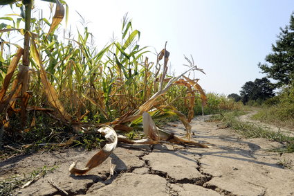 Zmiana klimatu zagraża rolnictwu w UE. Na południu Europy uprawa może w ogóle ustać