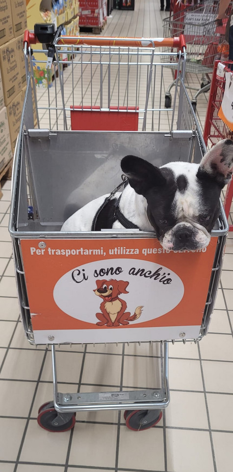 Pies w wózku sklepowym