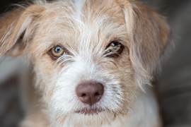 PSI ORGANSKI NE PODNOSE kada im radite jednu stvar, a svi ljudi to STALNO praktikuju: Stručnjaci tvrde da OVIH 7 POSTUPAKA pse bacaju u očajanje