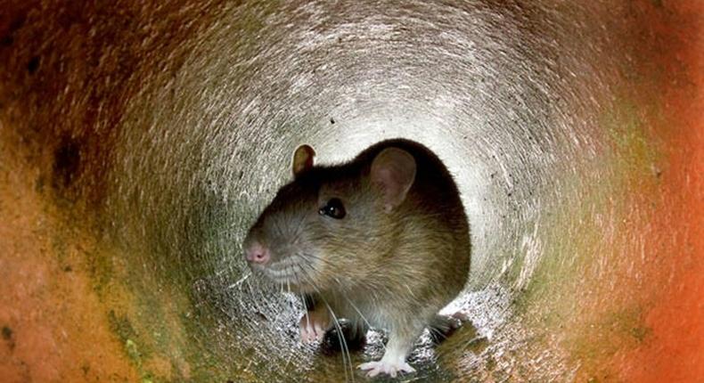 Pest control experts estimate that there are around four million rats in central Paris