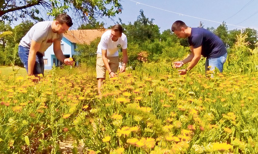Još u staroj Jugoslaviji Jabukovac je imao otkupnu stanicu i sušaru lekovitog bilja, a sada su na livadama ponovo nikli zasadi nevena i smilja