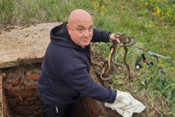 (FOTO,VIDEO) "MALO IM JE BILO HLADNO!" Šok prizor kod Merošine: Vladica otvorio šaht i unutra ugledao ŠEST ZMIJA: "To su ozbiljni primerci"
