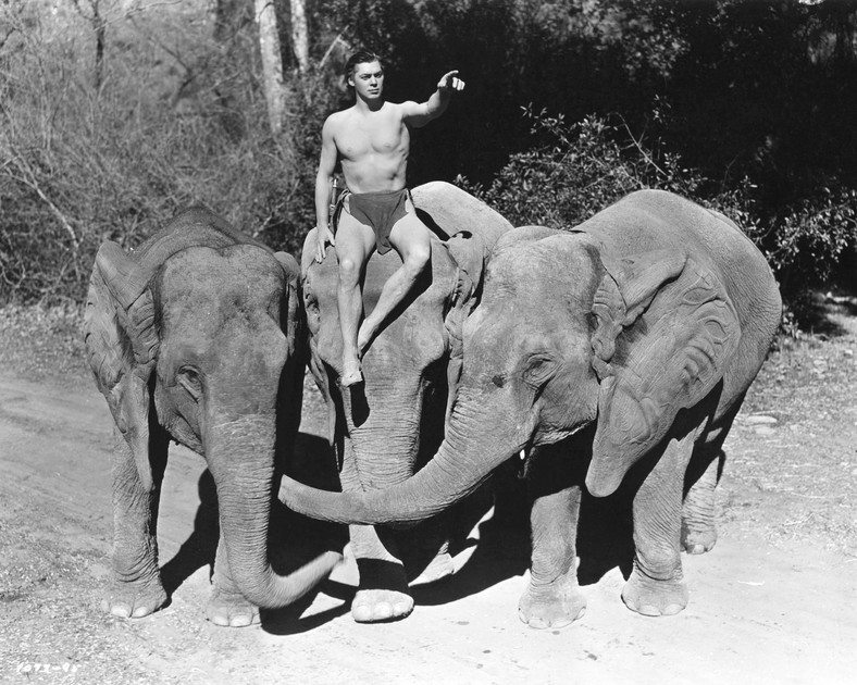 Johnny Weissmuller jako filmowy Tarzan w 1939 r.