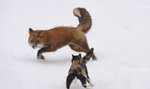 Kot przepędził dwa lisy, bo bronił...