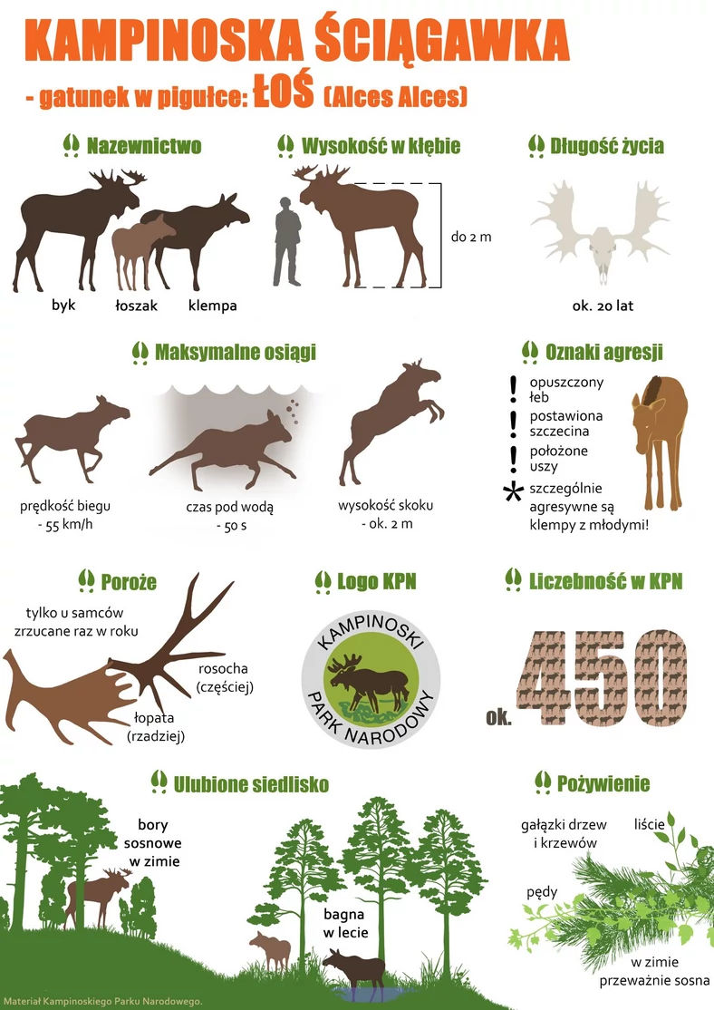 Co trzeba wiedzieć o łosiu (Alces Alces),  kampinoski-pn.gov.pl