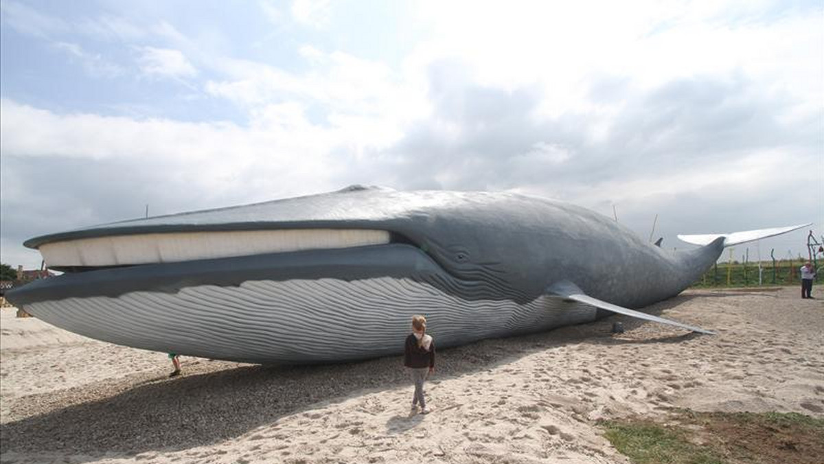 Ma 35 metrów, a gdyby go postawić, sięgnie 12. piętra! Taki wieloryb gigant pojawił się niedaleko plaży w Rewalu. - O Boże! Jaki wielki - dziwili się ludzie.