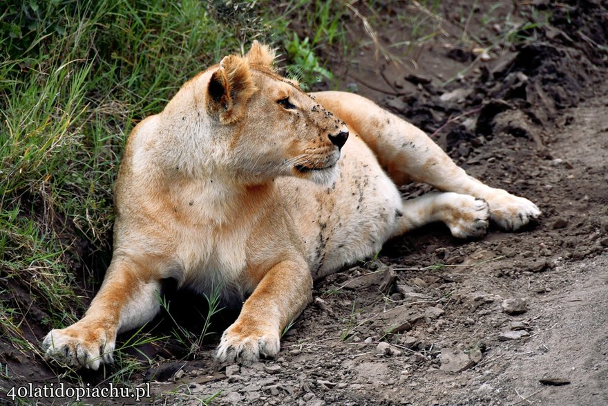 Park Narodowy Serengeti, Tanzania 2021