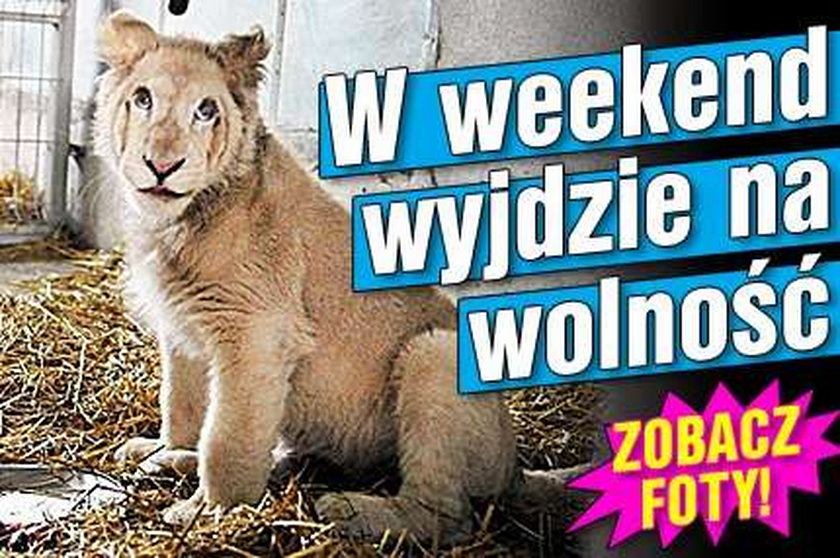 W weekend lew wyjdzie na wolność!