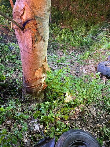 Kierowca uderzył quadem w drzewo pod Olsztynem