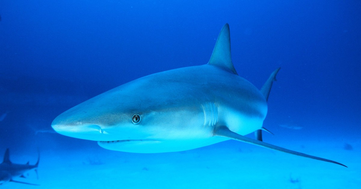 Nastolatek w stanie krytycznym po ataku drapieżnika. Władze zamykają plaże