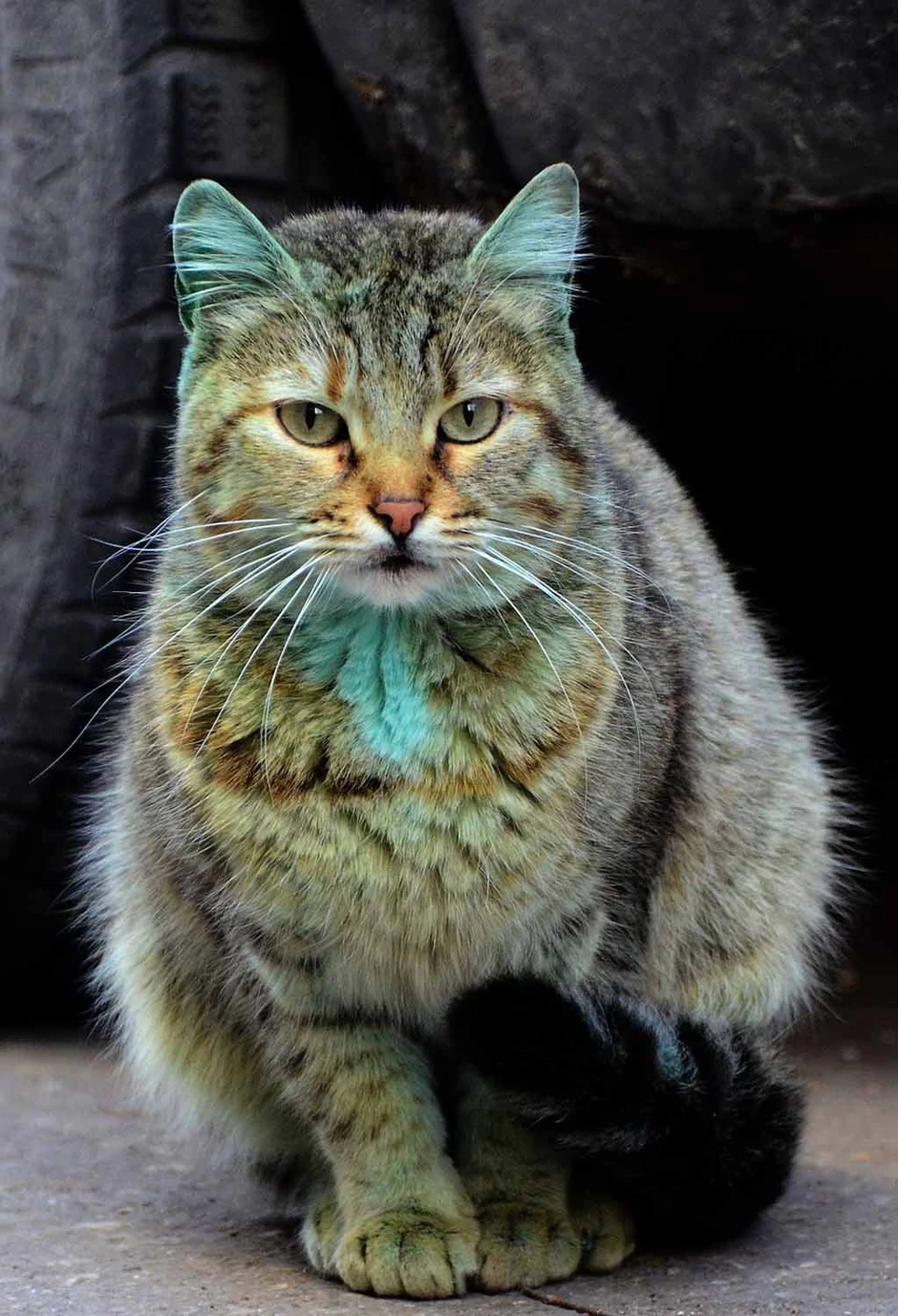 Mislili su da je neko namerno boji kao turističku atrakciju