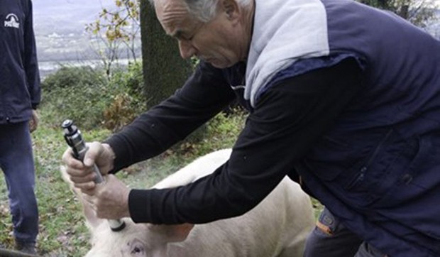 547287_upucavanje-svinje-foto-milica-marinkovic