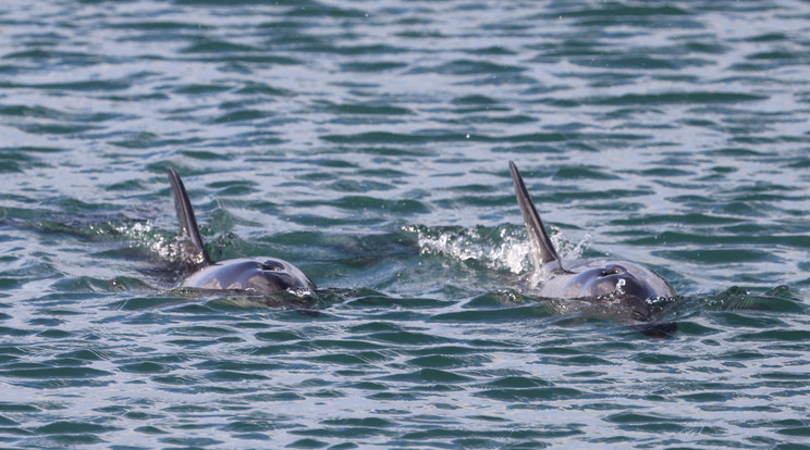 Tömegesen pusztulnak el a delfinek/ Fotó: Northfoto