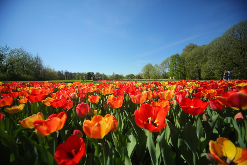 Festiwal tulipanów w Ogrodzie Botanicznym w Łodzi 