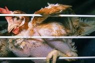 Kura w klatce. Chów klatkowy kur i innych zwierząt zostanie w UE zakazany