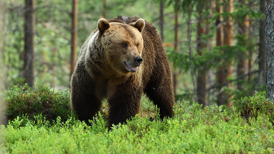 Niedźwiedzie brunatne coraz częściej są widywane na Słowacji w pobliżu ludzkich siedzib