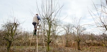 Owocowy koszmar, plantatorzy załamani. "Od 35 lat jesteśmy sadownikami i tak źle jeszcze nie było"