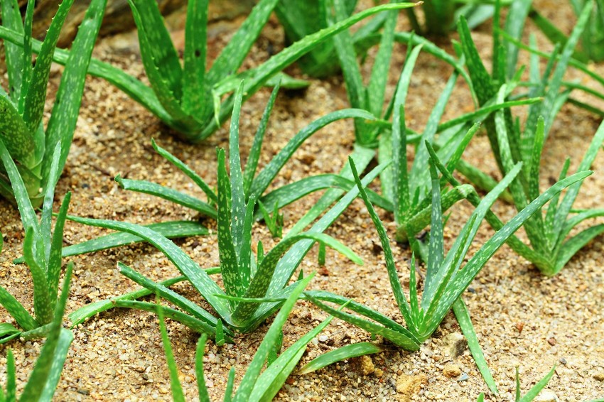 Aloe vera