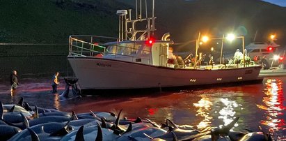 Wstrząsający widok na Wyspach Owczych. W jeden dzień wymordowali 1500 delfinów