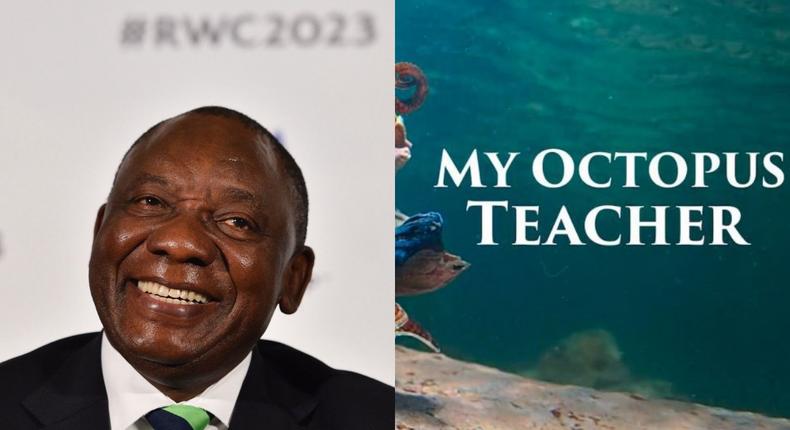 Cyril Ramaphosa has congratulated the production team of Netflix original 'My Octopus Teacher'  [Foreign Policy/Netflix]