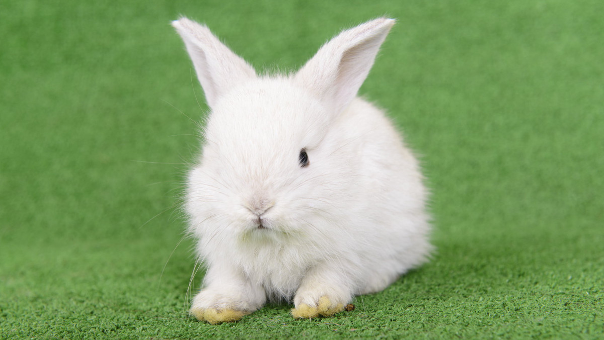 Koszalińskie Towarzystwo Opieki nad Zwierzętami zajmuje się sprawą szokującego nagrania, które pojawiło się na portalu społecznościowym wczoraj. Kilkunastomiesięczna dziewczynka rzuca królikami przy aprobacie dorosłych.