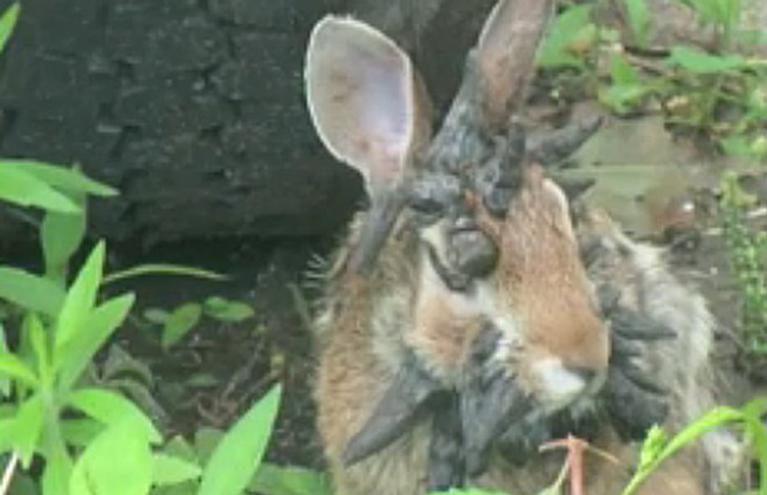 Rožnati izraštaji na glavi zapravo su posledice retkog oblika papiloma virusa
