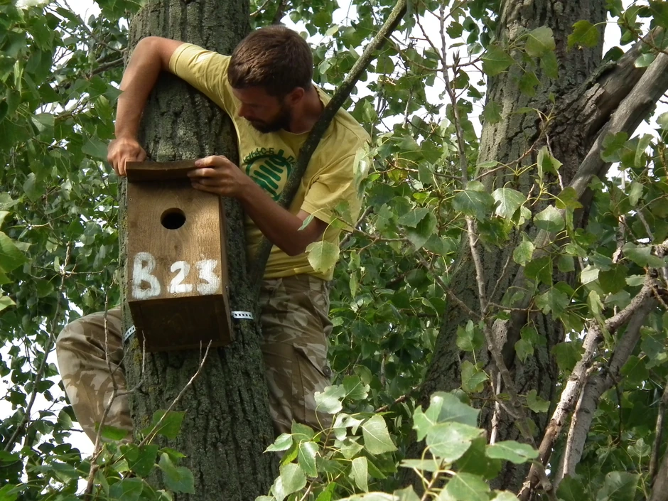 Postavljanje gnezdećih kućica ua modrovrane