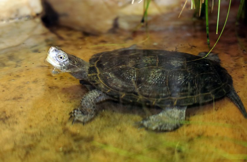 Gady i płazy z ZOO w Łodzi mają nowy dom