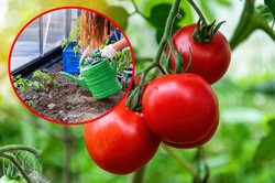 Podlewanie pomidorów nawozem sprawia, że są soczyste i czerwone. Poznaj przepis na tani nawóz
