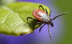 Kleszcze. Wszystko, co musisz wiedzieć [PRAKTYCZNY PORADNIK]