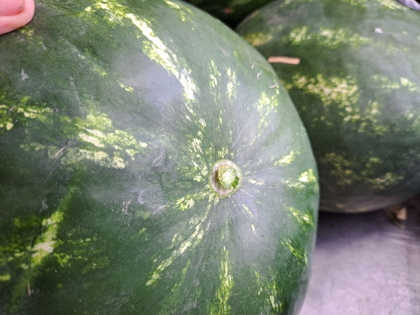 Kada se pojavi mali beli krug i bude "vodnjikav" na preseku, znači da je zrela