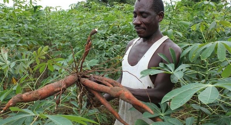 Cassava farming